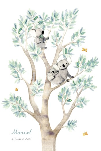 Geburtskarten 3 koalas Weiß - Vorderseite
