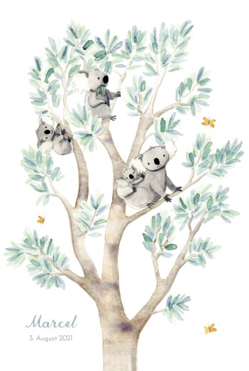 Geburtskarten 4 Koalas Weiß - Vorderseite