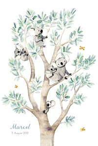 Geburtskarten 5 koalas weiß