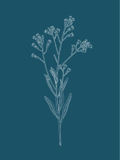 Beilegekarte Pflanzenwelt (Hoch) Blau